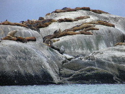 seals
